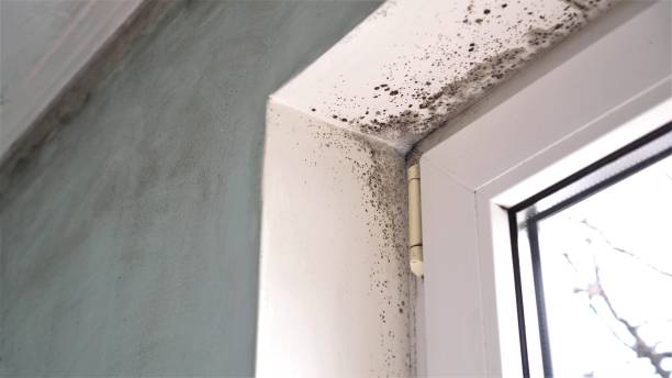 Best Affordable Mold Removal  in Meyers, CA