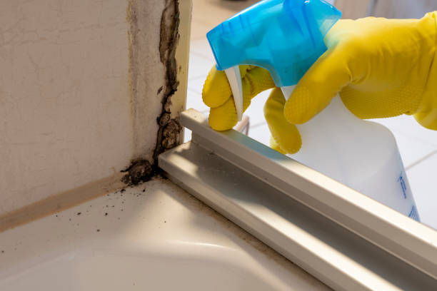Best Emergency Mold Removal  in Meyers, CA