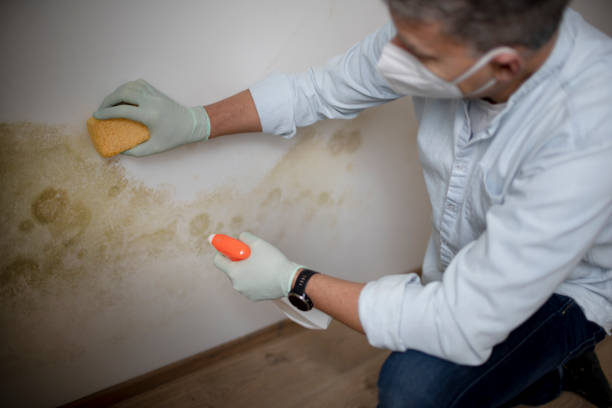 Best Attic Mold Removal  in Meyers, CA