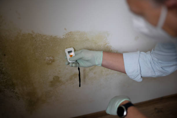 Best Best Mold Removal Companies  in Meyers, CA