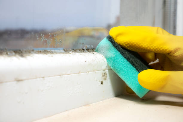 Professional Mold Removal in Meyers, CA