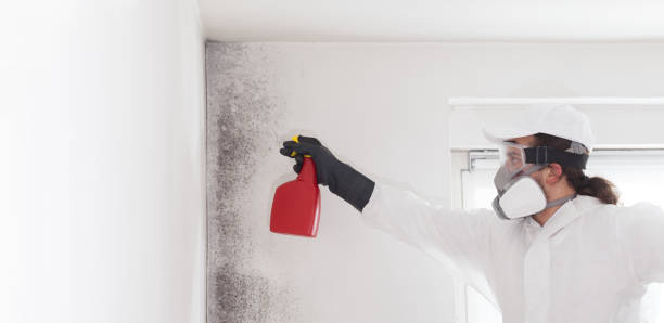 Best Emergency Mold Removal  in Meyers, CA