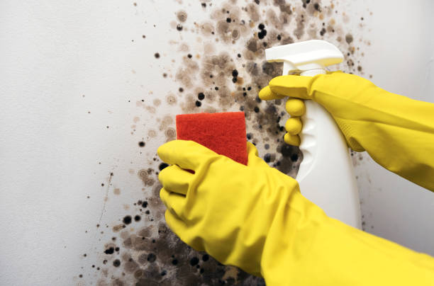 Best Office Mold Removal Services  in Meyers, CA