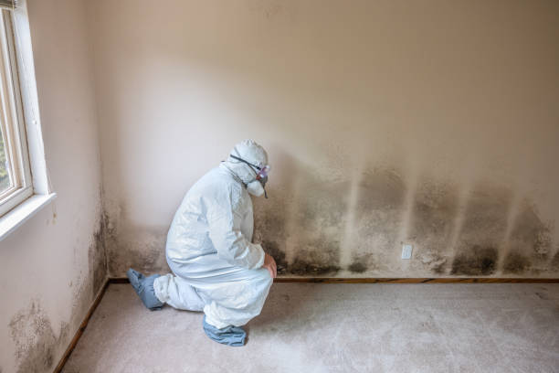 Best Mold Removal Company Near Me  in Meyers, CA