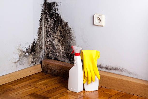 Attic Mold Removal in Meyers, CA