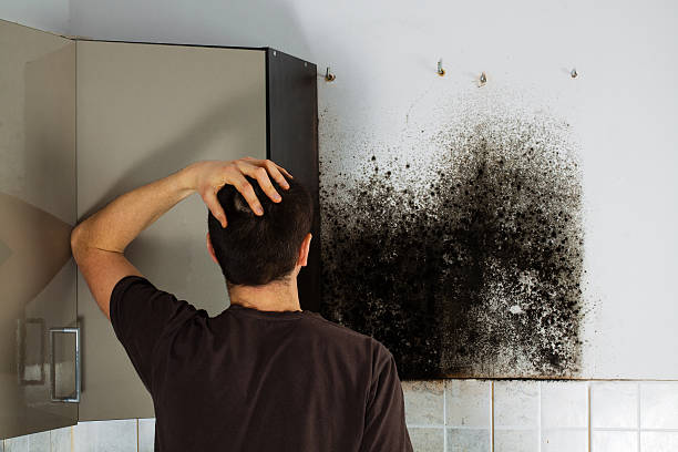 Best Residential Mold Removal  in Meyers, CA