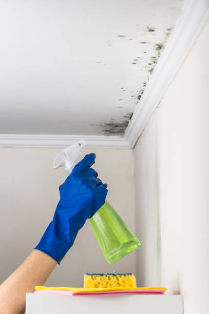 Best Home Mold Removal  in Meyers, CA